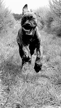 Shera, Bullmastiff