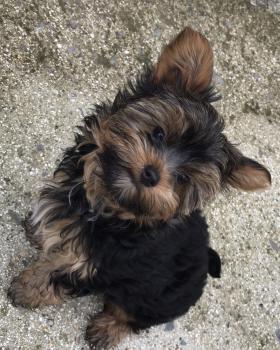 Newton, Yorkshire Terrier