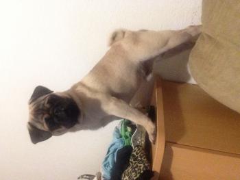 Mopi, Carlino