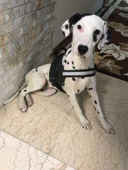 tokhe, Dalmata