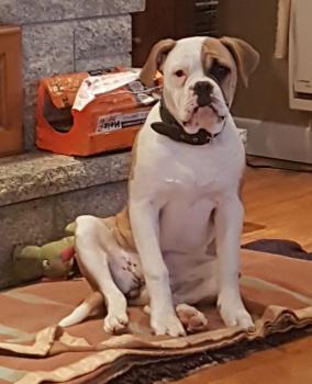Naya, Bulldog americano