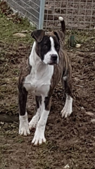 Shadow, Bouledogue Americain
