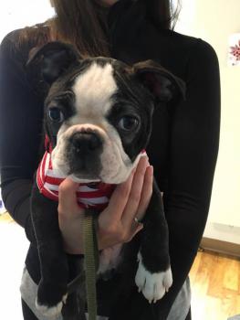 ELLIOTT, Boston Terrier