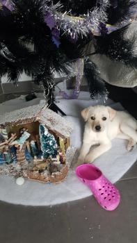 Naya, Labrador Retriever