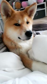 Hinata, Akita Japonés