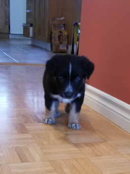 Rosky, Perro Pastor Alemán