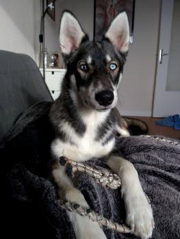 Ragnar, Husky Siberiano