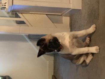 Mika, Akita Japonés