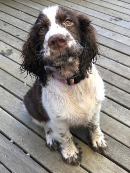 Piper, Springer spaniel inglés