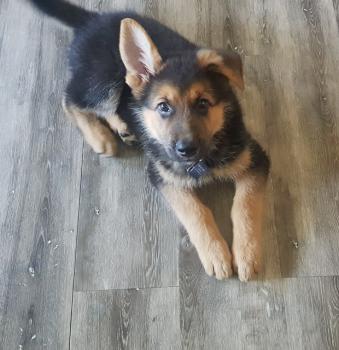 Loki, Perro Pastor Alemán
