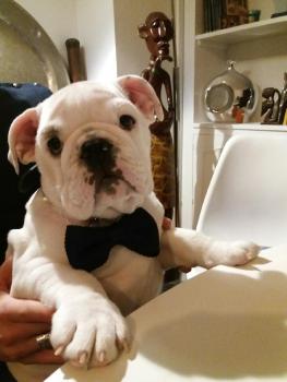 Napoléon, Bulldog