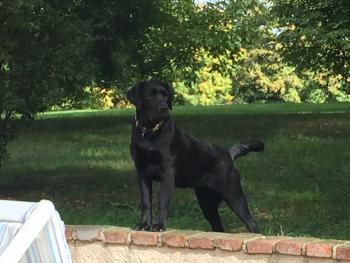 Nouba, Labrador Retriever