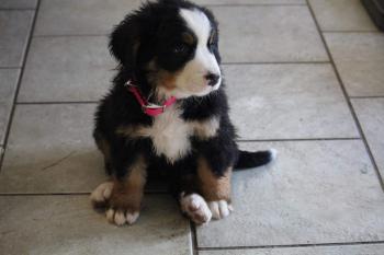 Rosy, Boyero De Berna