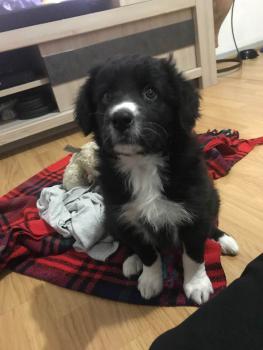 Nawa, Border Collie