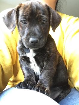 NUBE, Staffordshire Bull Terrier