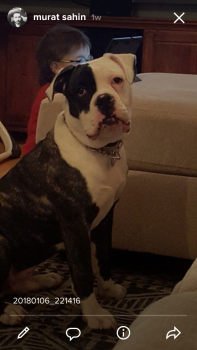 Vi, Bouledogue Americain
