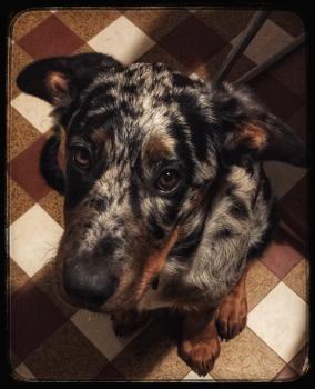 Nymeria, Pastor Beauceron