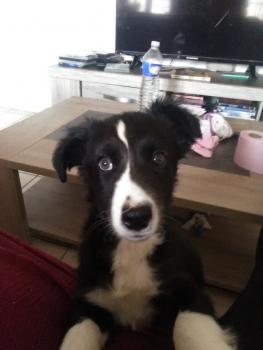 Syrius, Border Collie