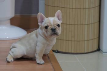 Luckyim, Bulldog Francés