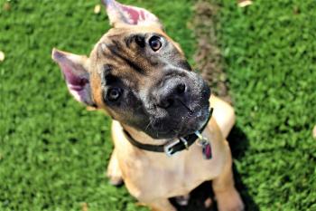 Ena, Cane Corso