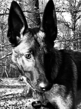 Nitro, Malinois Shepherd Dog