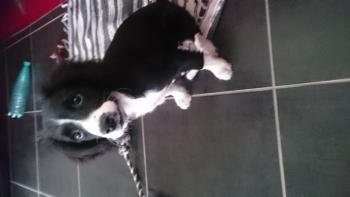 nixie, Border Collie