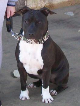 norko, American Staff