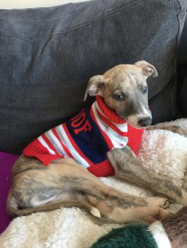 Indy, Whippet