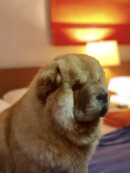 Basha, Chow Chow