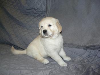 Naya, Golden Retriever