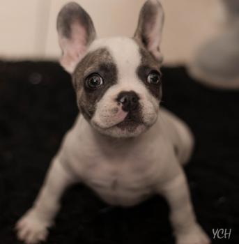 Newton, Bulldog Francés
