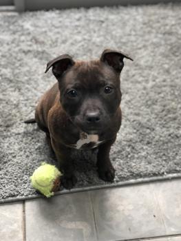Nala, Staffordshire Bull Terrier