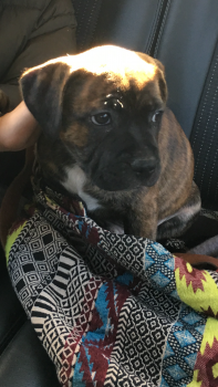 Jason, Staffordshire Bull Terrier