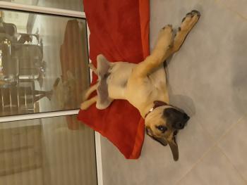 N'Spaïk, Presa canario