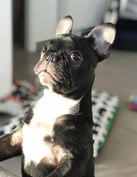 Nacho, Bulldog Francés