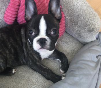 Napoleon, Bulldog Francés