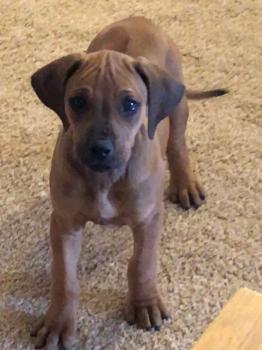 Keen, Rhodesian Ridgeback