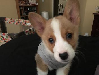 Jigoku no Inu no oni, Corgi Galés De Pembroke