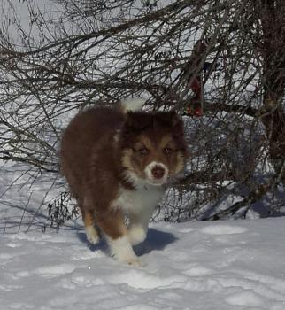 Naya, Border Collie