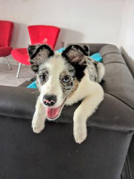 Yoshi, Border Collie