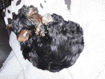 Nikita, Yorkshire Terrier