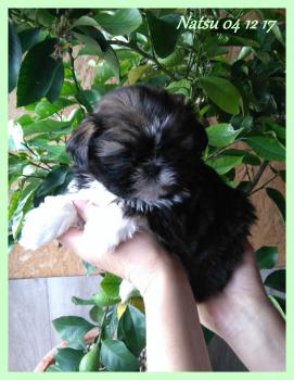 Natsue, Shih Tzu