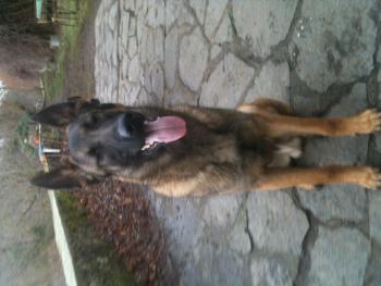 Dan, Malinois