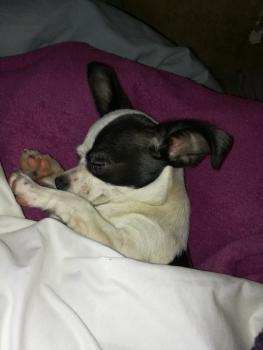 NAYA, Chihuahua