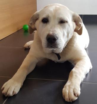 NELL, Labrador Retriever