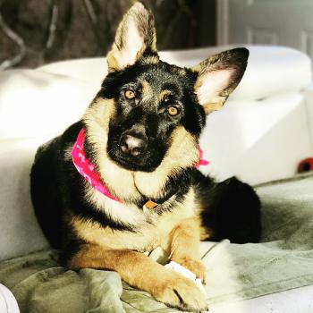Éva, Perro Pastor Alemán