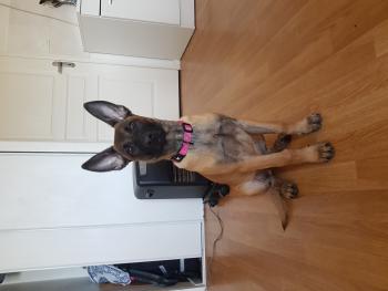 Nesta, Pastor Belga Malinois
