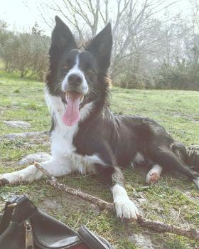 Neko, Border Collie
