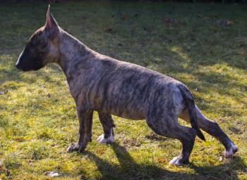 neo, Bull Terrier