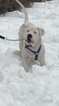 Buddy, Bulldog americano